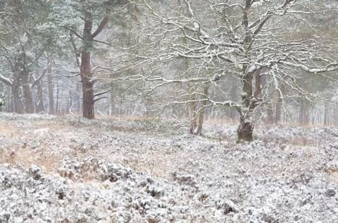 Winter forest in snow Stock Photos