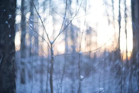 Winter forest in snow 库存照片