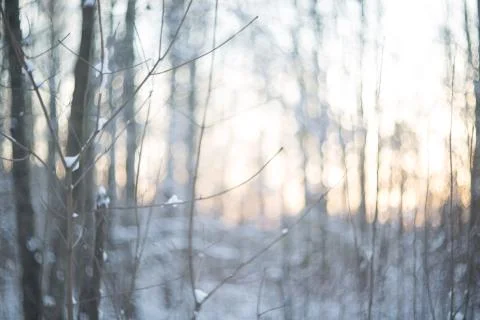 Winter forest in snow Stock Photos