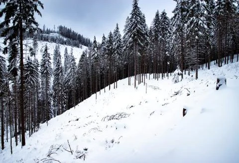 Winter forest with snow Foto stock
