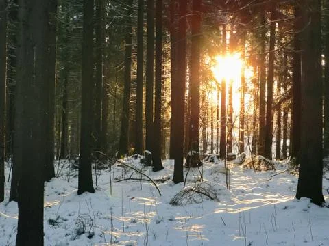 Winter forest in the snow
