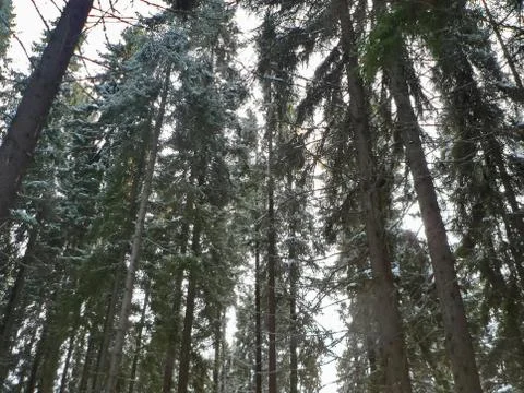 Winter forest in the snow Foto stock