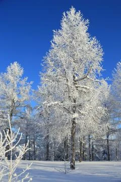 Winter forest in snow Stock-Fotos
