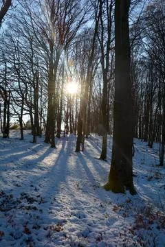 Winter in a forest with snow Stock Photos