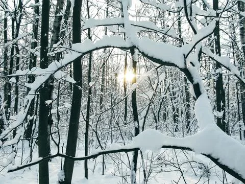 Winter forest with snow 스톡 사진