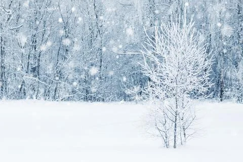 Winter forest in snow Stock-Fotos