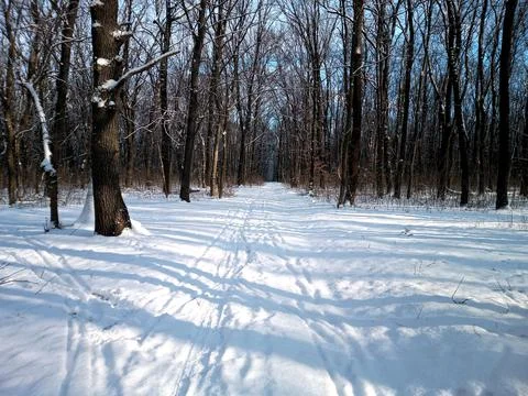 Winter forest in the snow Foto stock