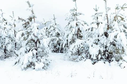 Winter forest with snow Stock Photos