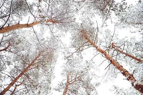 Winter forest with snow Stock Photos