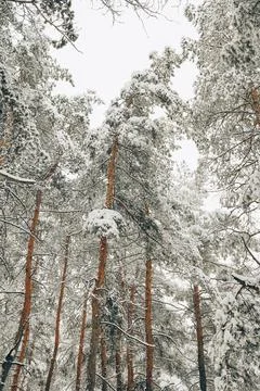 Winter forest with snow Stock Photos