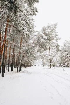 Winter forest with snow Stock Photos