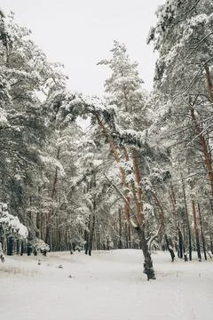 Winter forest with snow Stock Photos
