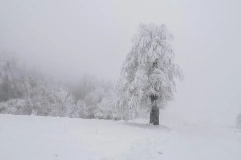 Winter forest with snow Stock Photos