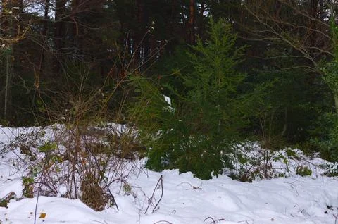 Winter forest in snow Foto stock