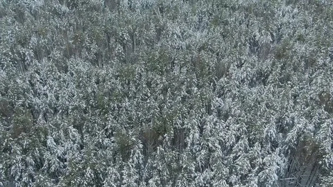 Winter Forest Snow Pine trees epic sunset in winter aerial view 4K cideo. Drone Stock Footage 120834665