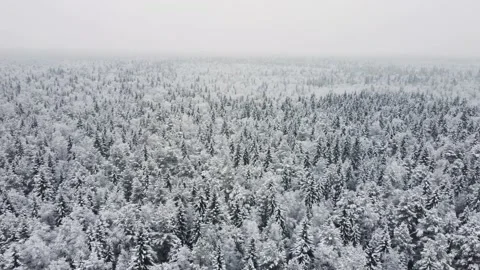Winter forest snow pine trees landscape drone shooting 4K video. Stock Footage 146991548