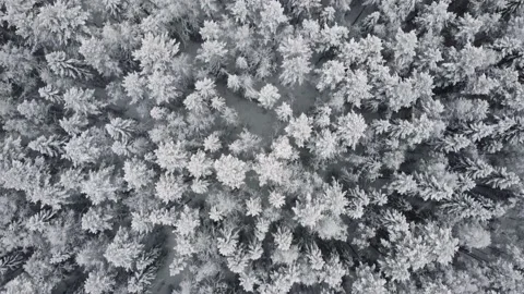 Winter forest snow pine trees landscape drone shooting 4K video. Stock Footage 146992149