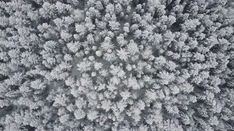Winter forest snow pine trees landscape drone shooting 4K video. Stock Footage 146992215