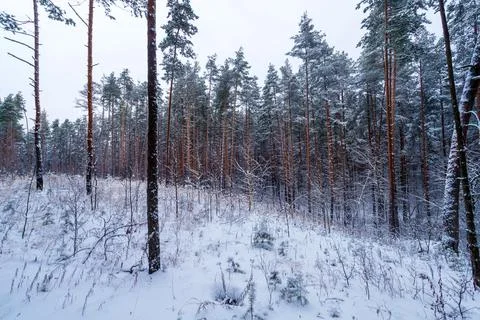 Winter forest with snow on pine trees and floor. Stock Photos