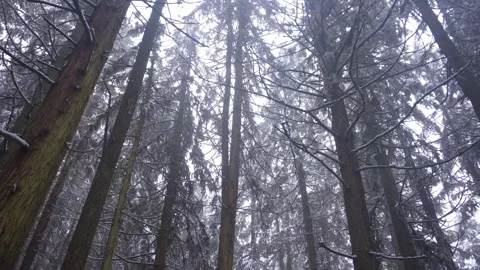 Winter Forest Snow Scenery 4K Nature Footage for Backgrounds Video stock 321035791