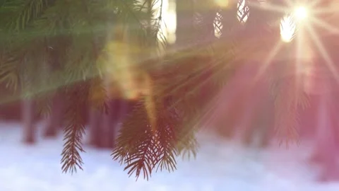 Winter forest snow sun evening bokeh light Stock Footage 133504252