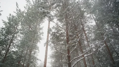 Winter forest in snow with tall pine trees covered in fresh snow Stock Footage 331988774