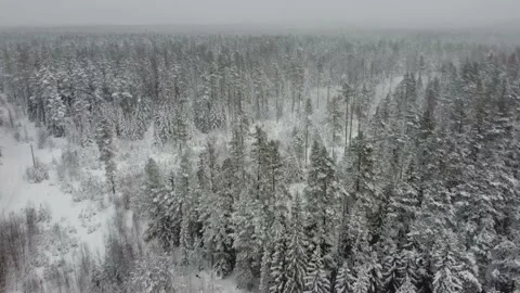 Winter forest in the snow top view Stock Footage 183539642