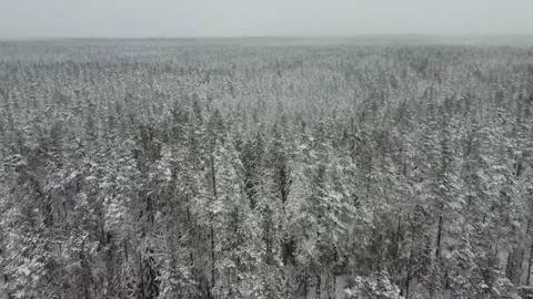 Winter forest in the snow top view Stock Footage 183540119