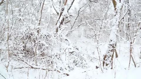 Winter forest. Snow on trees in the forest. Video stock 221408199
