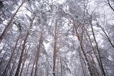 Winter forest with snow on trees Stock Photos