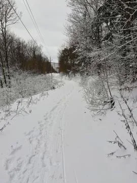 Winter in the forest with snow on the trees Stock Photos