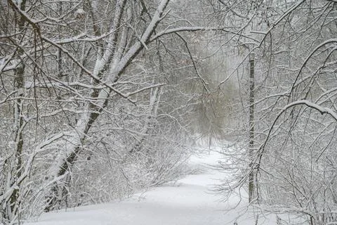 Winter forest with snow on the trees Stock Photos