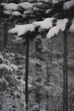 Winter forest with snow on trees Stock Photos