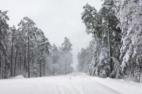 Winter forest. Snowfall and blizzard in the forest. Trees in the snow. Winter Foto stock