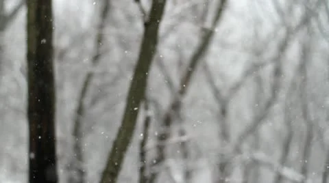 Winter Forest Snowfall Stock Footage 20539284