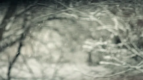 The winter forest, snowfall Video stock 23724873
