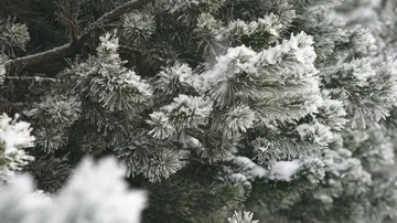 Winter forest snowfall Stock Footage 85804951