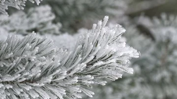 Winter forest snowfall Stock Footage 85812793