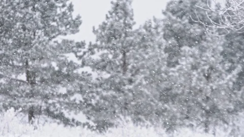 Winter forest snowfall Stock Footage 85813481