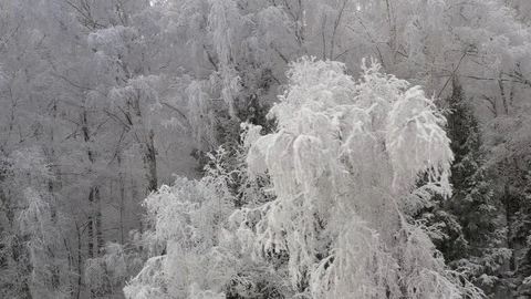 Winter forest in the snowfall Stock Footage 106758422