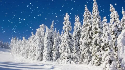 Winter Forest with Snowfall Video stock 164094544