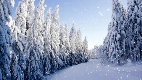 Winter Forest with Snowfall Video stock 164280129
