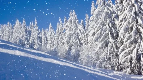 Winter Forest with Snowfall Video stock 164829229
