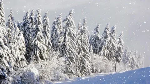 Winter Forest with Snowfall Video stock 164979669