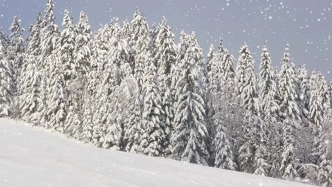 Winter Forest with Snowfall Stock-Footage 165227861