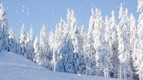 Winter Forest with Snowfall Video stock 165320539