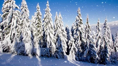 Winter Forest with Snowfall Video stock 165652166