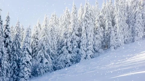 Winter Forest with Snowfall Video stock 166098656