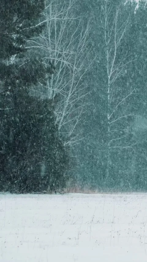 Winter forest. Snowfall large flakes of snow are falling in a snowy forest. Stock Footage 296315315