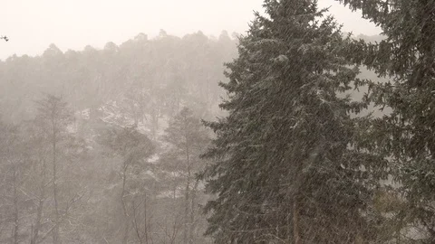 Winter Forest Snowfall Pine Trees By The Road Stock Footage 104113993